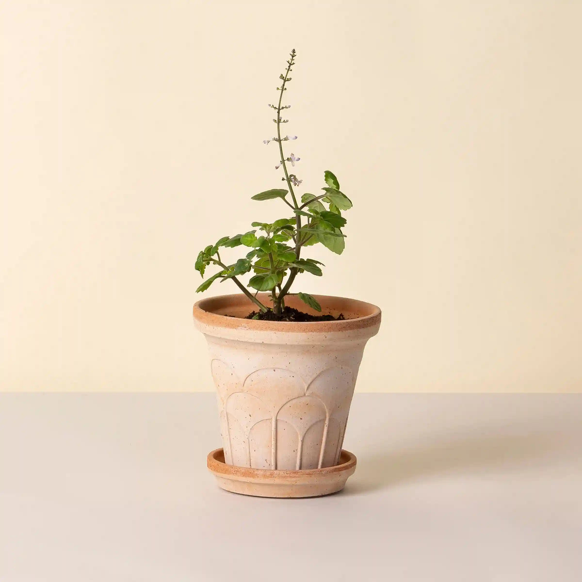 Fleur Raw Rosa 14cm Pot with Saucer