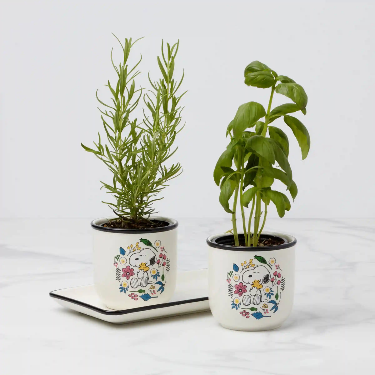 Chef Snoopy Herb Pots, Set Of 3